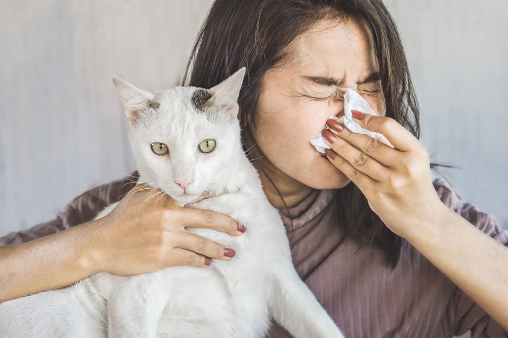 Alergia A Los Gatos Causas S Ntomas Y Tratamientos Salud La