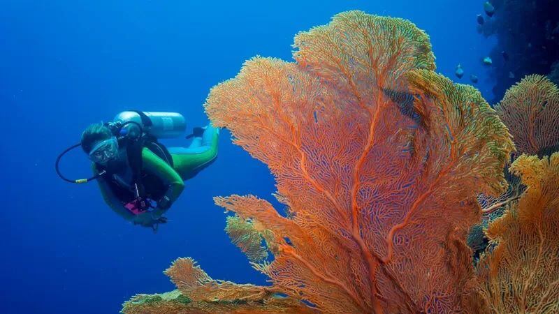 Palau es famosa por su espectacular buceo y vida marina. GETTY IMAGES