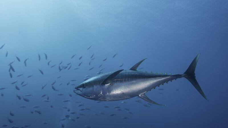 Los investigadores encontraron que las concentraciones de mercurio en el pescado no habían disminuido como se esperaba.