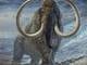 Los últimos mamuts lanudos de Wrangel sobrevieron miles de años pese a la endogamia, indica estudio