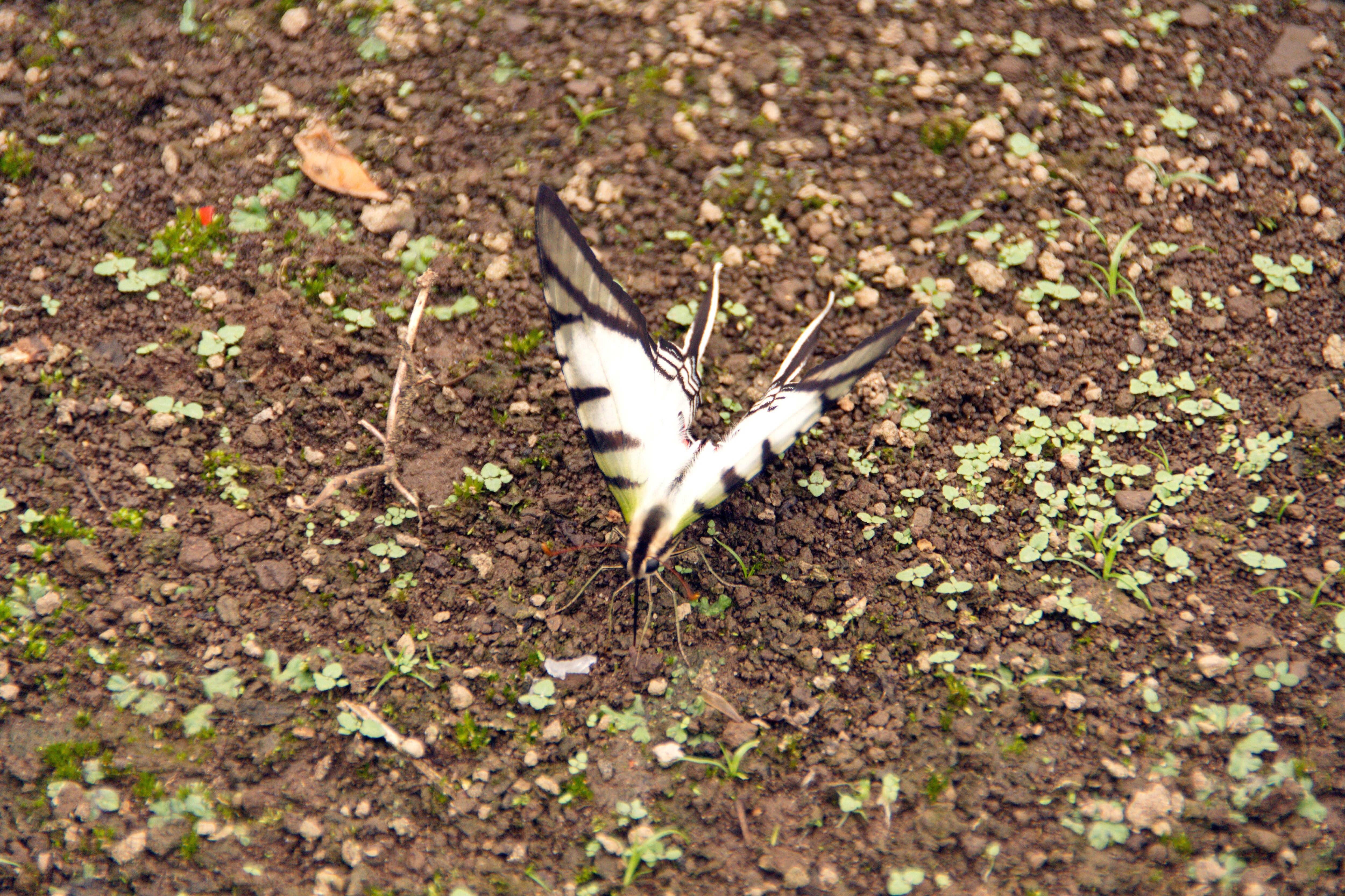 Mariposa con alas blancas en el suelo en la Reserva de Vida Silvestre Cuyabeno, a las afueras del Lago Agrio, Ecuador.