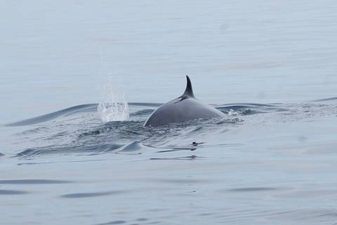 Temporada de avistamiento de ballenas en costas de Ecuador será hasta octubre