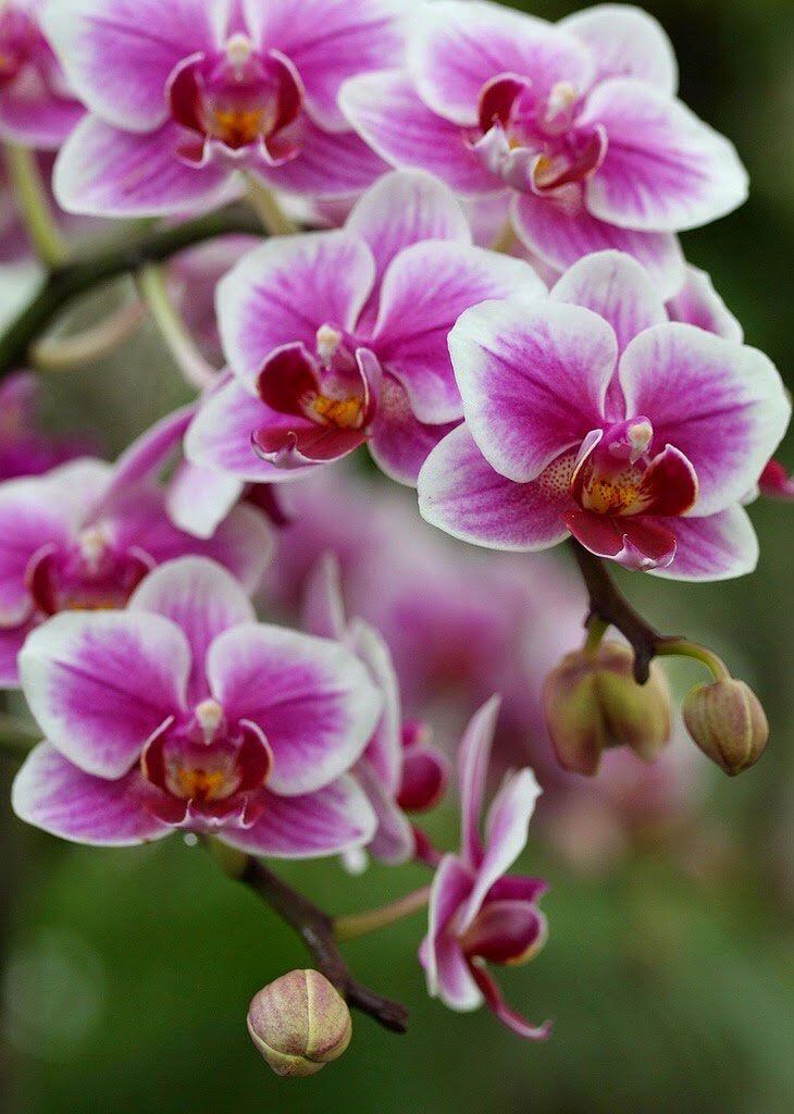 Orquídeas para todos los gustos