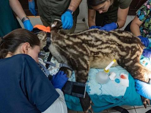 Rescatan un tapir andino hembra en crítica condición médica