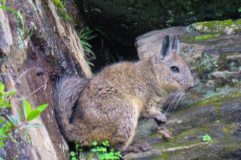 Esta es la enigmática vizcacha, endémica de Ecuador, conocida como arnejo por tener orejas similares a las de un conejo y cola parecida a la de una ardilla