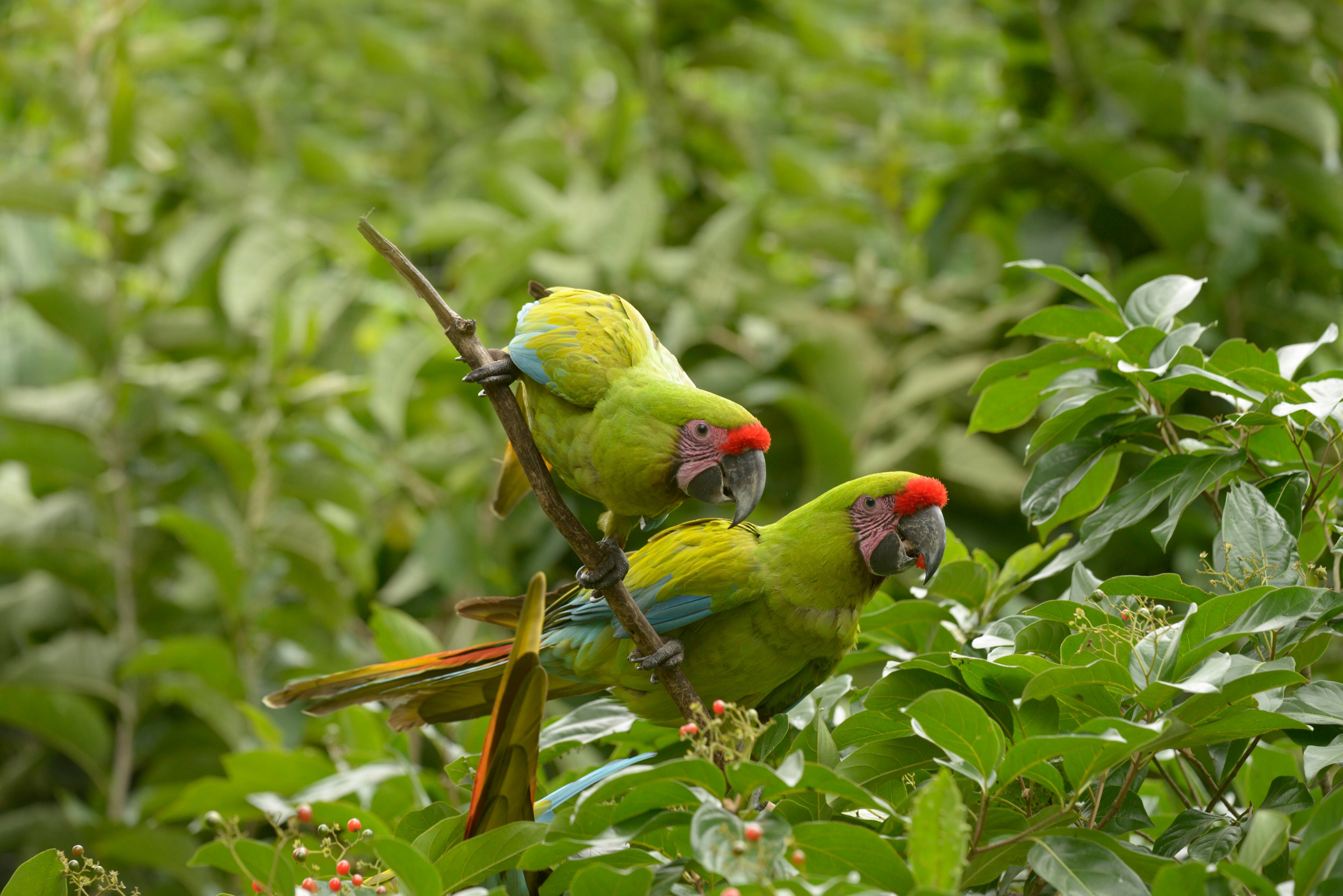 Animales en peligro de extinción en Ecuador: papagayo de Guayaquil