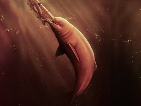 Científicos descubrieron el cráneo fosilizado de un delfín gigante que habitó el río Napo hace 16 millones de años