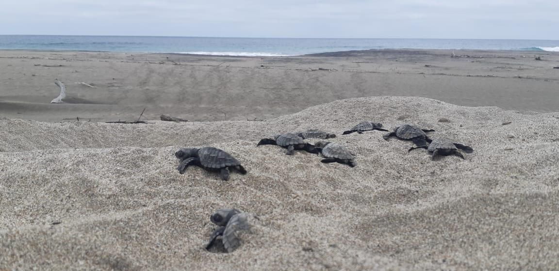 Más de 4.000 tortugas marinas han nacido en playas de Manabí entre junio y octubre de este año