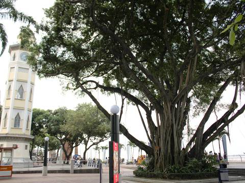La multa por talar un árbol sin permiso es de hasta 4.500 dólares en Guayaquil y si es considerado patrimonial la sanción puede llegar a 22.500 dólares