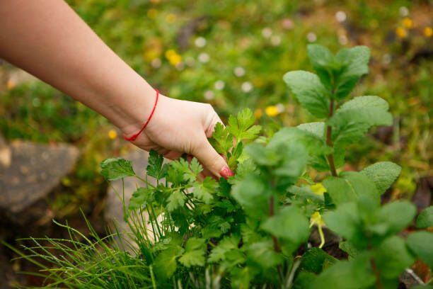 Incluso puedes cultivar tu propio cilantro para tenerlo todo el tiempo a la mano.