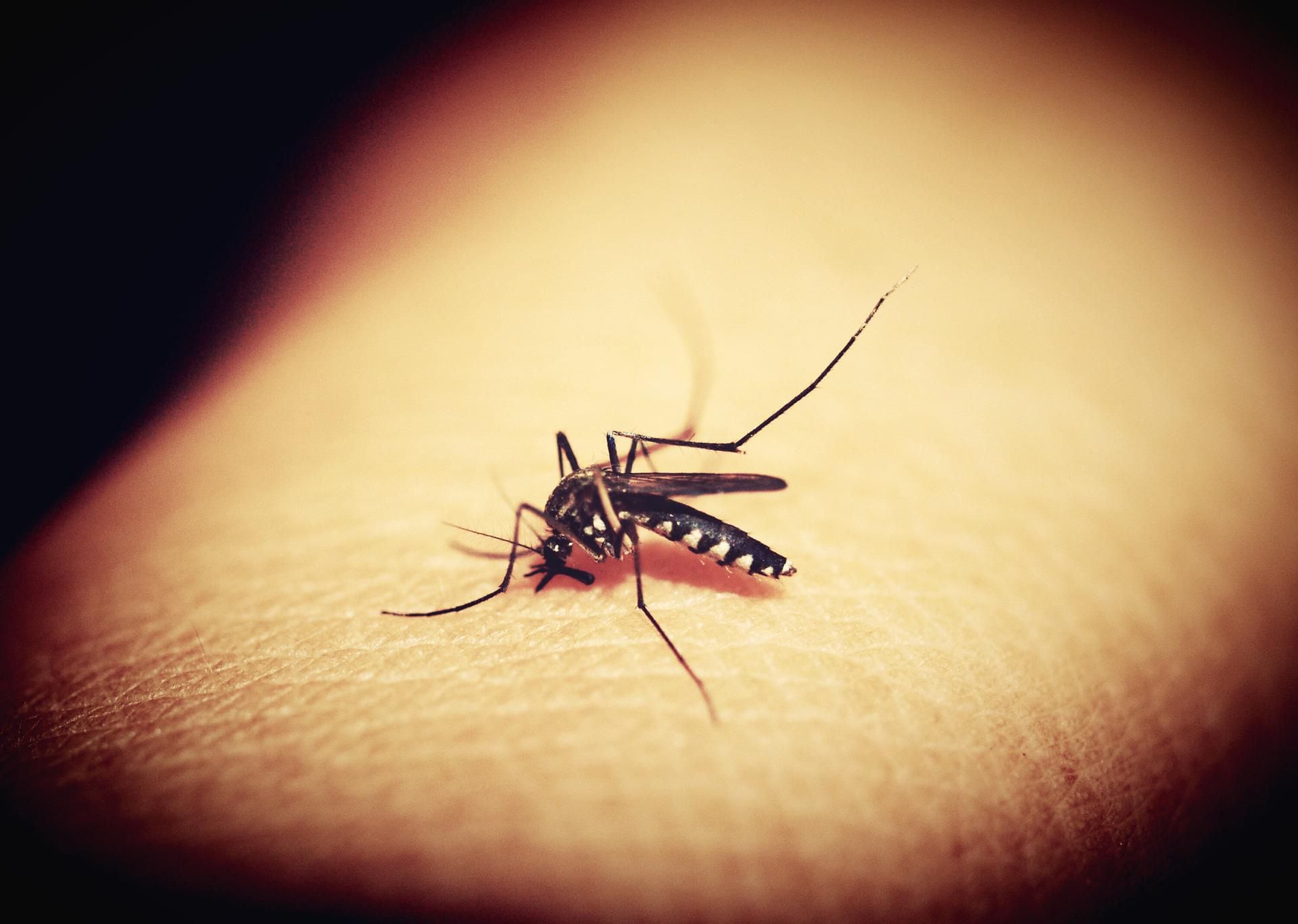 Los virus del dengue y el zika nos hacen más apetitosos para los mosquitos, según investigadores