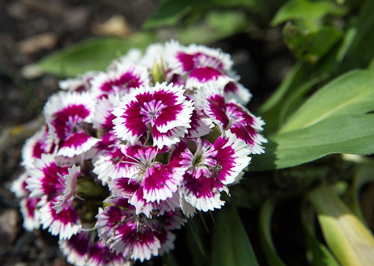 El clavel del poeta (Dianthus barbatus) no solo florece en abundancia, sino que esparce su fino perfume por el jardín. (DPA)