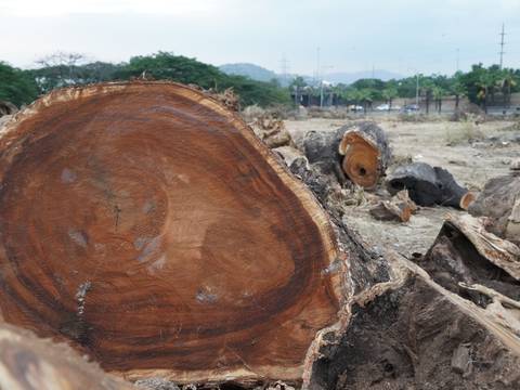 Retiran árboles por el distribuidor de tráfico de autopista Narcisa de Jesús, vecinos de Mucho Lote dicen que en el sitio se construirá una subestación