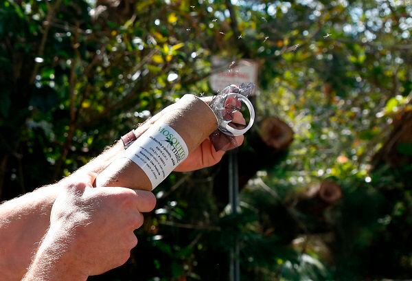 Liberación de mosquitos con wolbachia, en Miami. Foto: AFP / RHONA WISE
