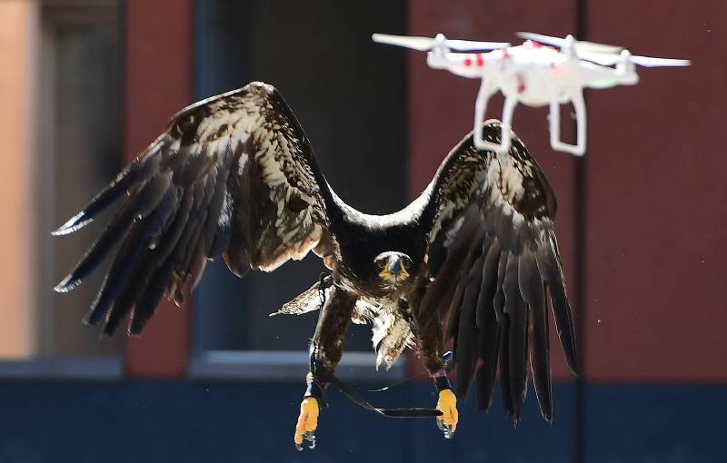 Policía holandesa utiliza águilas para capturar drones | Internacional |  Noticias | El Universo