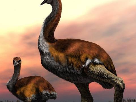 Así fue Vorombe, el ave más grande que ha existido sobre la Tierra