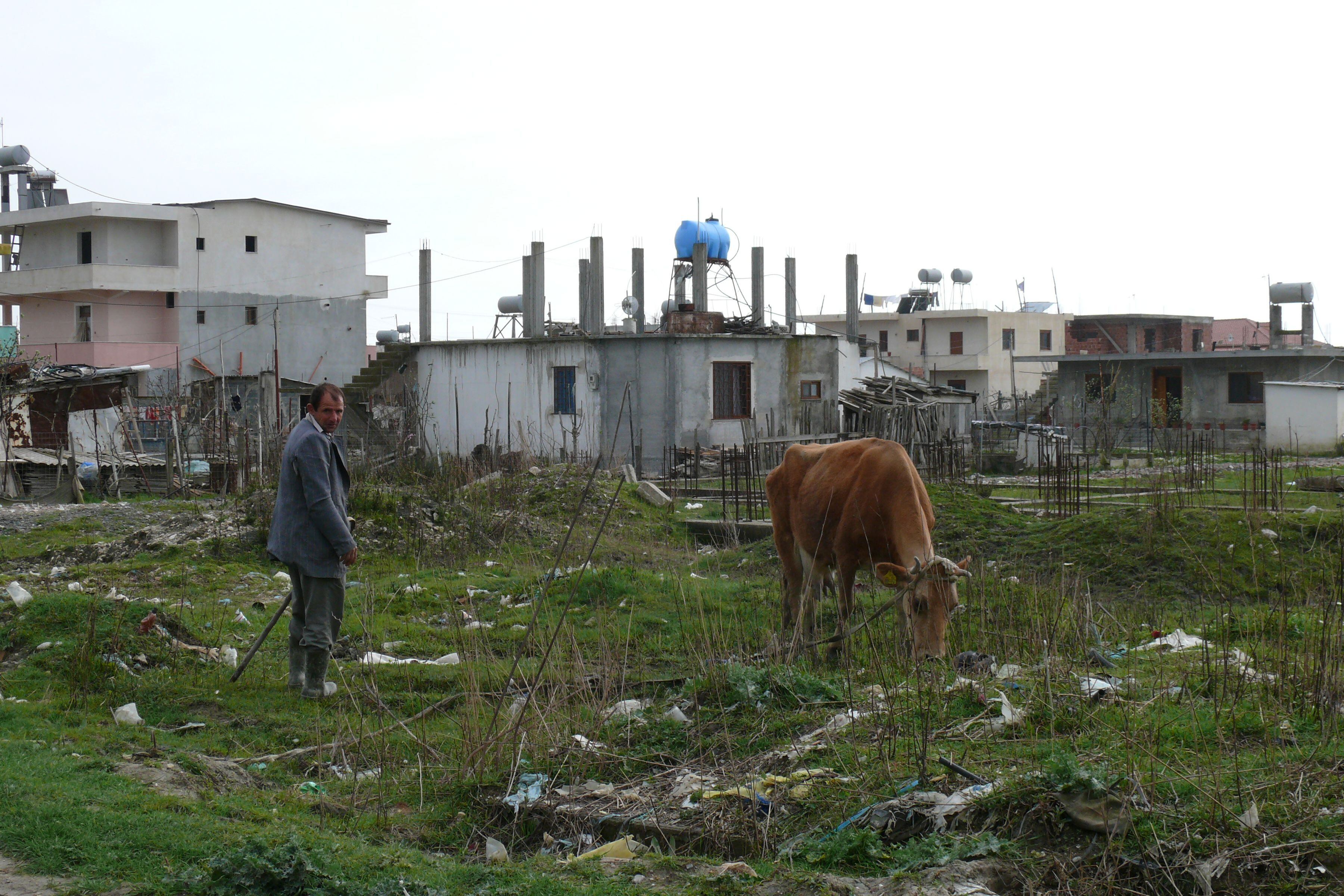 Una vaca pasta entre la basura del barrio Këneta en las afueras de la ciudad marítima de Durrës, uno de los principales destinos turísticos de Albania. EFE/Mimoza Dhima 