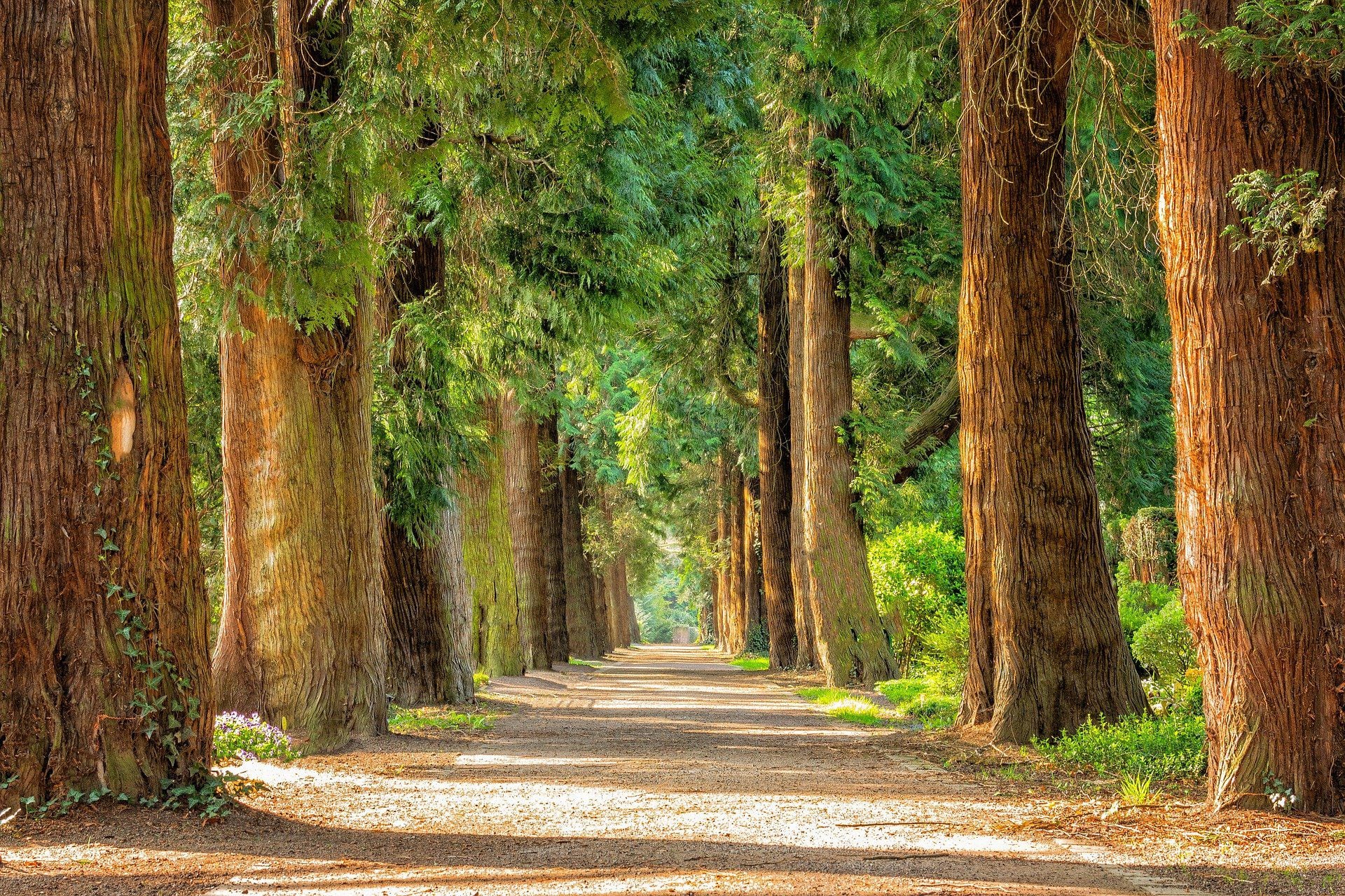 Un estudio revela la importancia de los árboles más longevos en los bosques