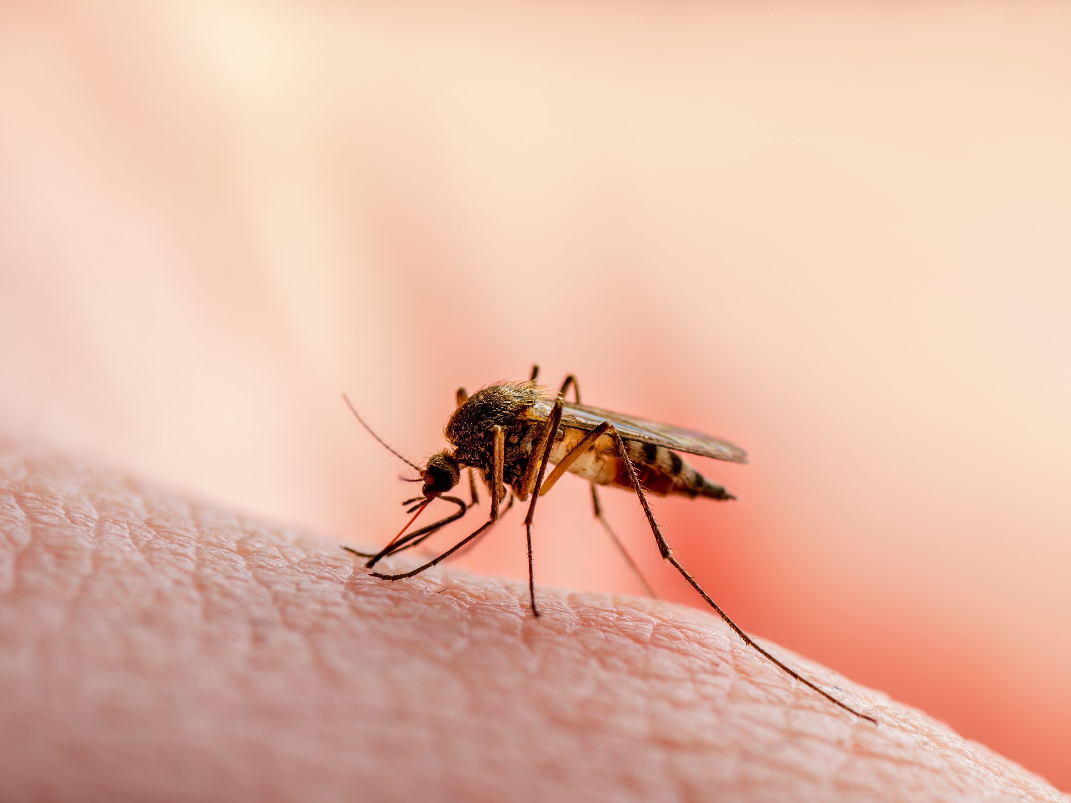Los mosquitos transmiten enfermedades como malaria, paludismo, dengue, zika, chikungunya, fiebre amarilla y el virus del Nilo Occidental.