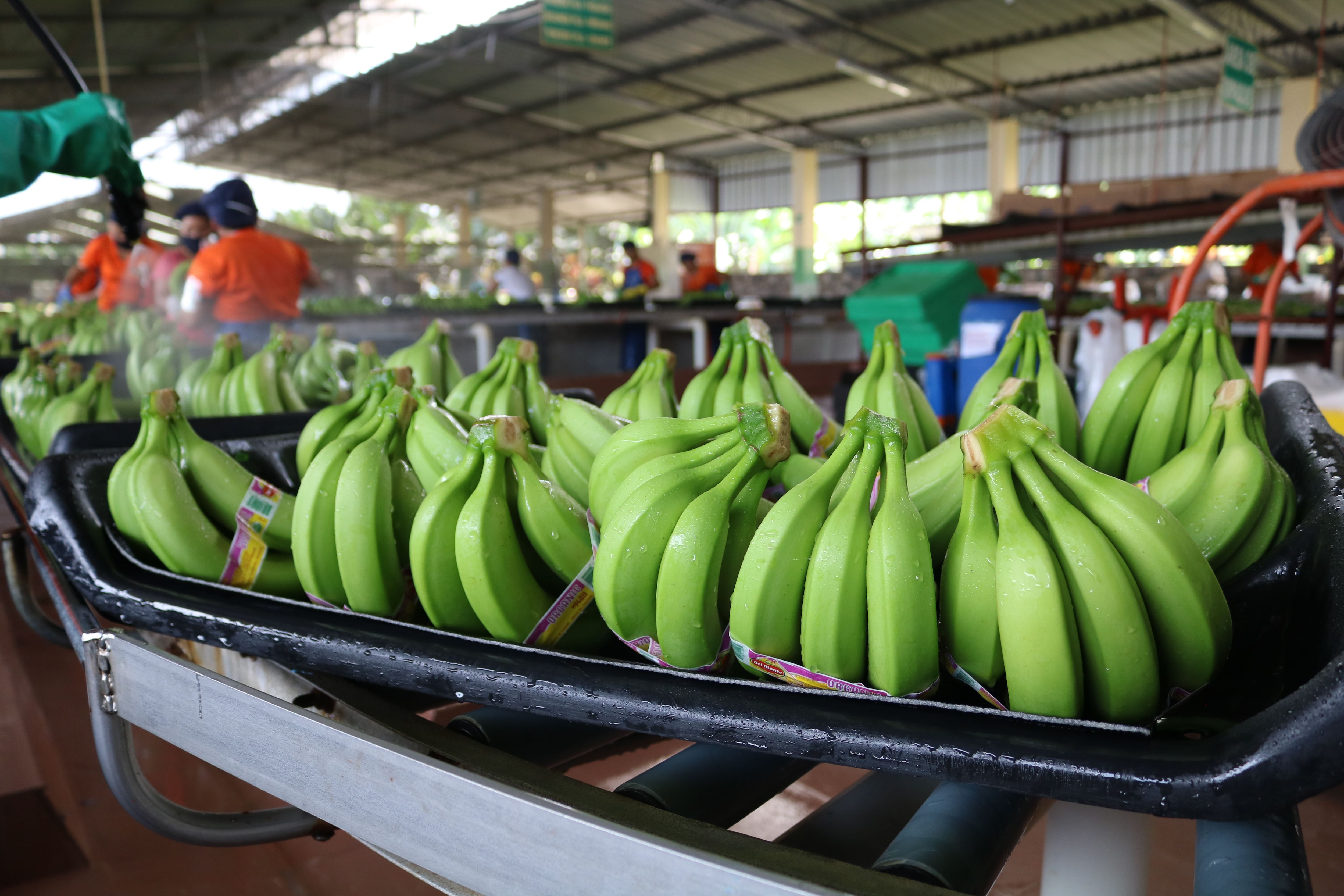 Más de un millón de cajas de banano no han sido exportadas debido a complicaciones por el conflicto entre Rusia y Ucrania