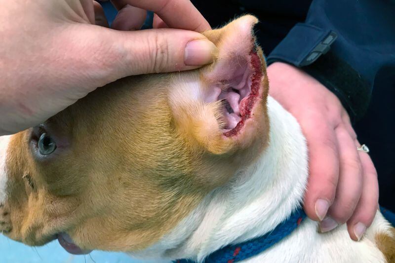 Cachorro al que le cortaron la oreja, una práctica que está prohibida en Reino Unido y muchos otros países. RSPCA