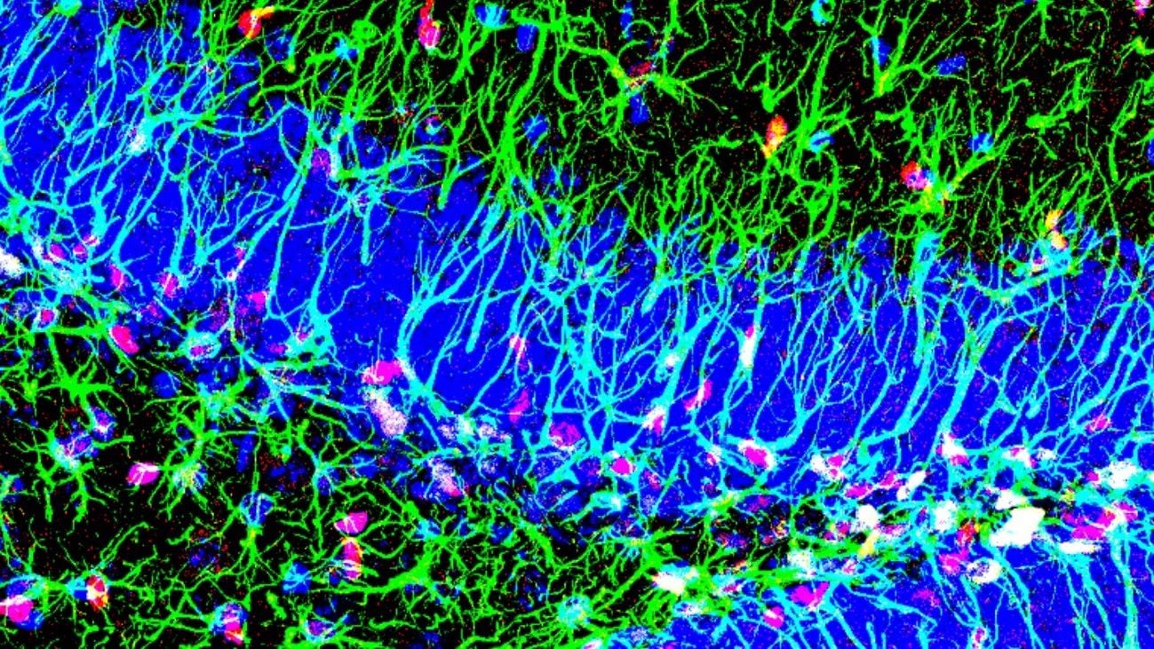 Científicos hallan un mecanismo que promueve la creación de nuevas neuronas toda la vida
