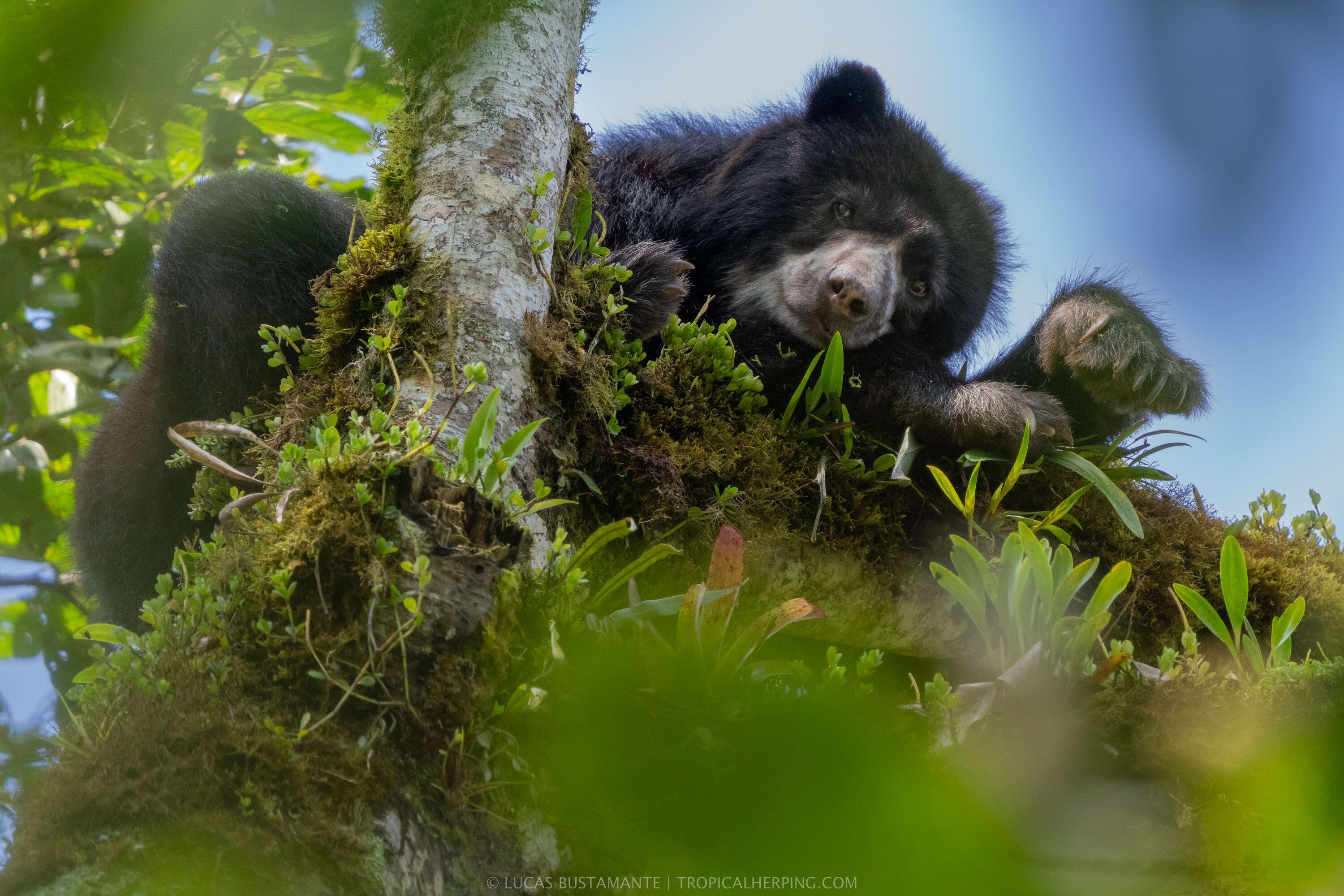 Fotografía de un oso de anteojos, en su hábitat, tomada por Lucas Bustamante, fotógrafo y biólogo ecuatoriano.