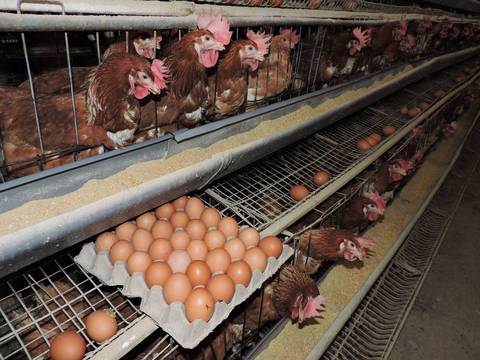 94% de huevos que se producen y consumen en Ecuador provienen de sistemas de jaulas de batería, según estudio