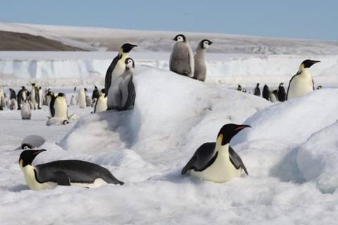El deshielo diezma la reproducción del pingüino emperador, indica estudio