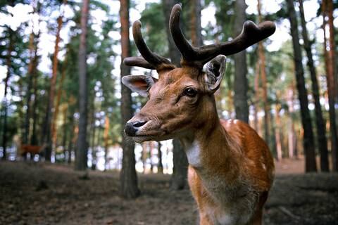Qué es la enfermedad del “ciervo zombie”: los animales son vistos babeando, letárgicos y con la mirada en blanco