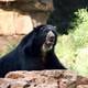 Pinocho, un oso de anteojos rescatado en Cotopaxi, habita en el zoológico de Nashville, Estados Unidos: Así es su vida lejos de los parajes ecuatorianos