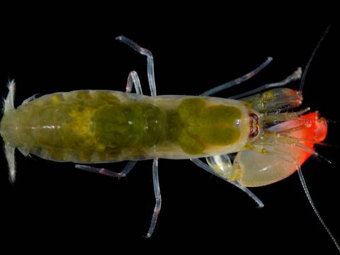 Bautizan a camarón descubierto en Panamá en honor a Pink Floyd