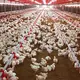 Industria está en negociaciones para exportar carne de pollo a cuatro nuevos mercados en 2024  
