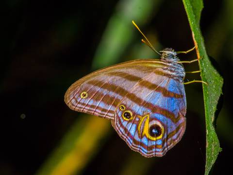 Las mariposas son el tesoro de la investigación de un equipo de biólogas de Ecuador que miden el cambio climático