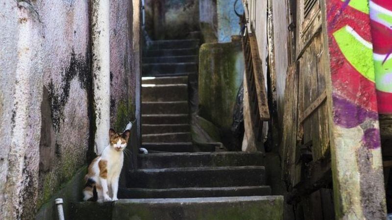 GETTY IMAGES Los gatos callejeros son las principales víctimas de la esporotricosis.