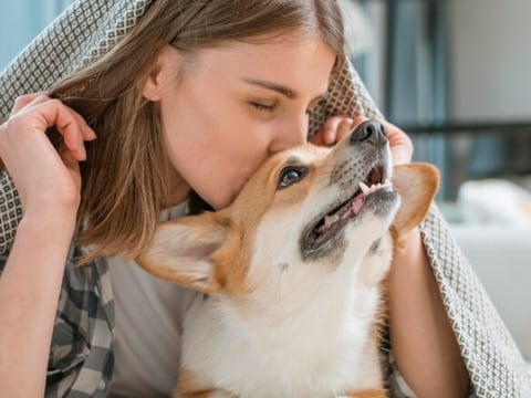 ¿Por qué las mascotas se asustan los fuegos artificiales? Consejos para mantenerlas a salvo y calmar su miedo