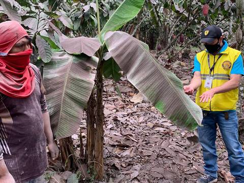 En Los Ríos, bananeras y ganaderías, afectadas por la ceniza del Sangay