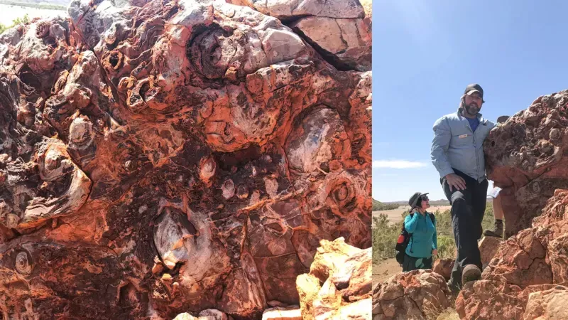 Estromatolitos fósiles de 3.450 millones de años, cerca de Marble Bar en Pilbara. PETE WEST