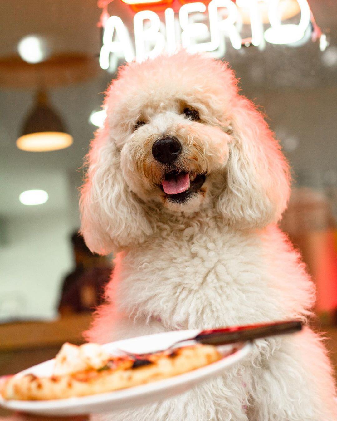 Pizza Libre es uno de los restaurantes en Guayaquil a donde puede acudir con su mascota.