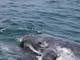 En las costas de Puerto López, en Ecuador, ya se divisa la primera presencia masiva de ballenas jorobadas de la temporada