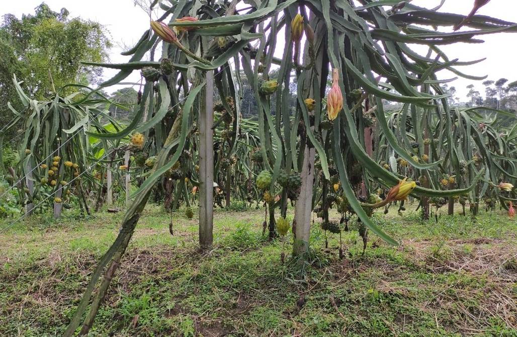 13.200 kilogramos de pitahaya amarilla salieron hacia Estados Unidos | Economía | Noticias | El Universo