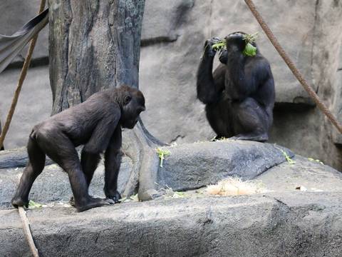Matan a Pancho y Chita, dos chimpancés que escaparon de un zoológico en Colombia: con indignación y críticas en redes cuestionan el por qué no usaron dardos tranquilizantes