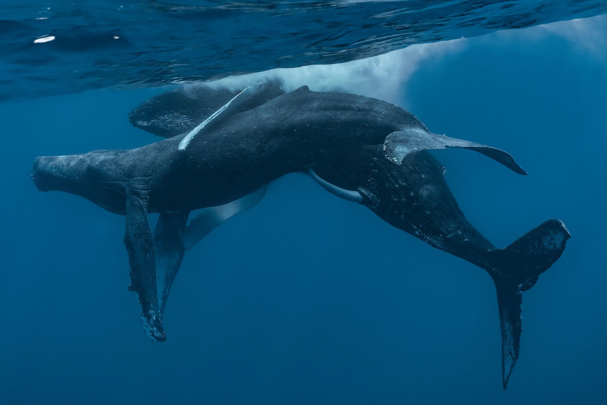 Los penes de las ballenas jorobadas machos suelen estar ocultos en lo que se conoce como una “hendidura genital” para hacerlos más estilizados mientras nadan. Foto: Lyle Krannichfeld y Brandi Romano