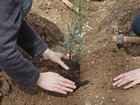No es solo reforestar la Tierra, científicos alertan que plantar árboles en lugares equivocados puede calentar el planeta
