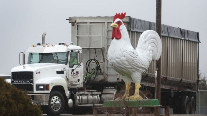 Las granjas avícolas han estado haciendo frente a un brote de gripe aviar. GETTY IMAGES