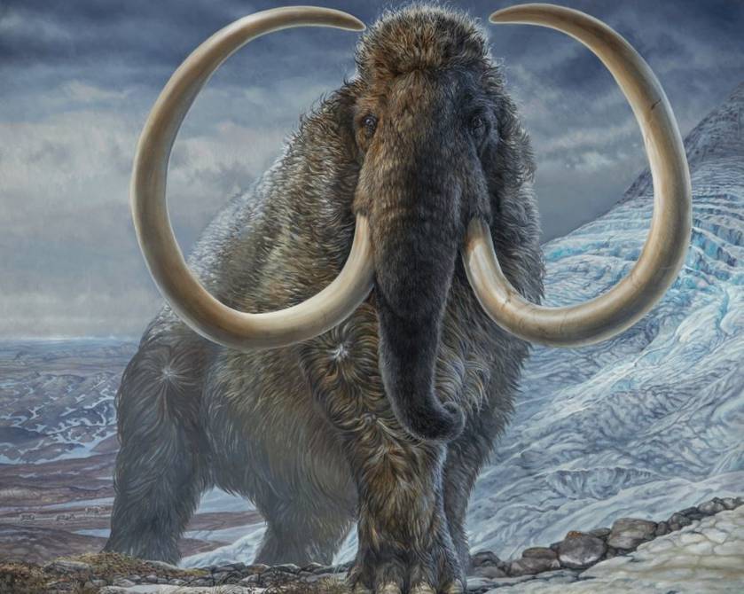 Study suggests Wrangel’s last woolly mammoth survived thousands of years despite inbreeding Ecology |  magazine