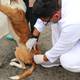 Más de 8.800 animales de compañía reciben vacunación contra la leptospirosis en Guayaquil como medida ante el fenómeno de El Niño