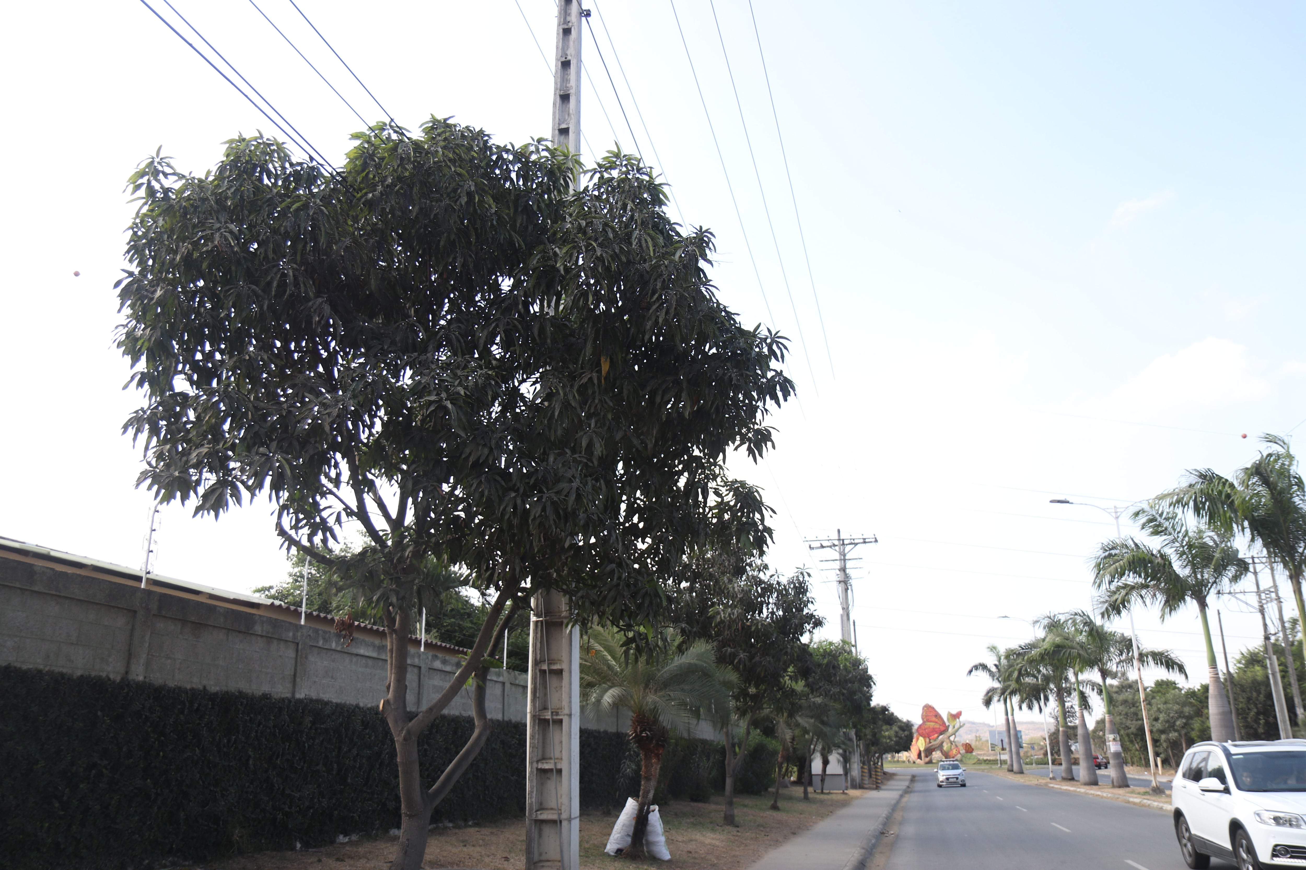 Plagas en árboles de Samborondón alarman a habitantes; en Daule se creó mesa técnica para analizar soluciones