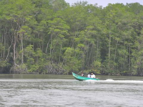 Cuatro asociaciones asumen la custodia del ecosistema manglar de Esmeraldas