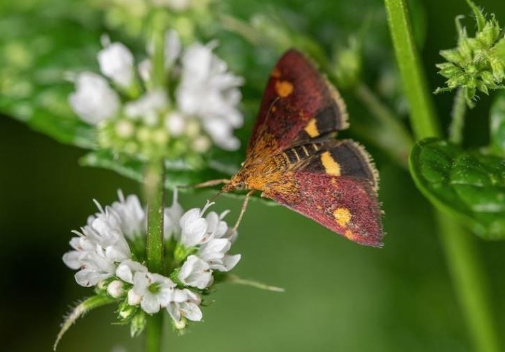 Las polillas son tan importantes como las abejas para la polinización, indica estudio